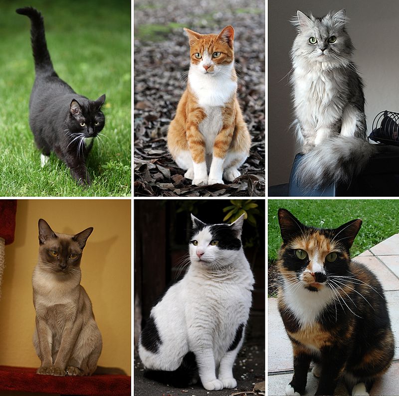 Collage_of_Six_Cats-02.jpg