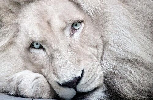 leon-blanco